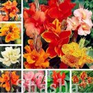 JMS 200Pcs Canna Lily Flore Outdoor Indoor Seeds - Mixed Flowers