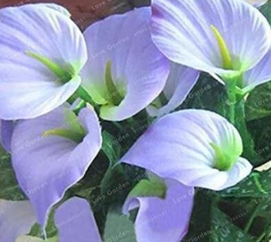 JMS 100Pcs Anthurium Seeds - 2 Colors Available