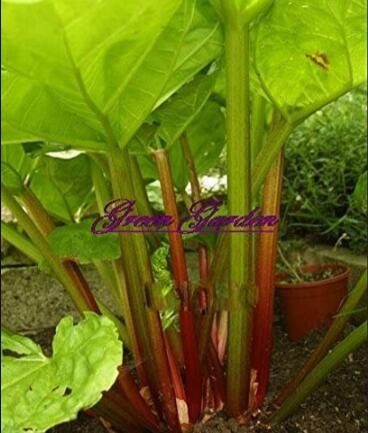 JMS 10Pcs Rhubarb Vanilla Vegetable Seeds