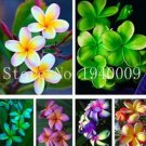 JMS 100Pcs Garden Frangipani Plumeria Rubra Flower Seeds - Mixed 6 Types