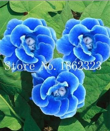 JMS 100Pcs Climbing Gloxinia Seed Perennial Sinningia Speciosa Flower Seeds - Sky Blue Color