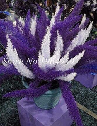 JMS 100Pcs Garden Foxtail Fern Seeds - Purple White Mixed Colors