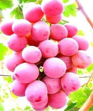 JMS 100Pcs Giant Red Globe Grape Vine Fruit Seeds