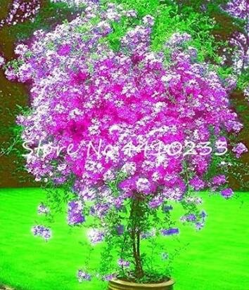 JMS 100Pcs Plumbago Auriculata Bonsai Seeds - Purple White Flowers