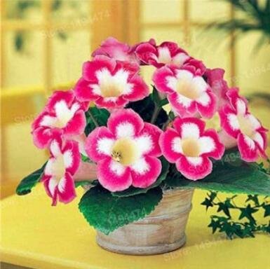 JMS 100Pcs Gloxinia Plants Seeds - Pink White Flowers With Yellow Centre