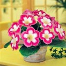JMS 100Pcs Gloxinia Plants Seeds - Pink White Flowers With Yellow Centre
