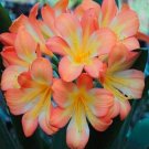 JMS 100Pcs Clivia Seeds - Light Redish Pink With White Yellow Colors