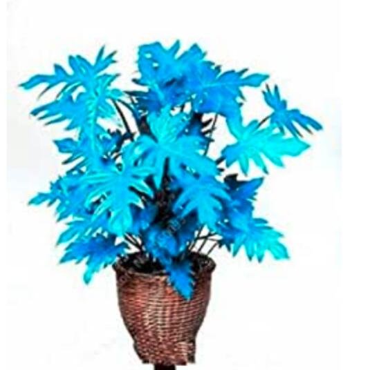 JMS 200Pcs Philodendron Tree Seeds - Blue Hybrid F1
