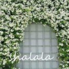 JMS 10Pcs Trachelospermum Jasminoides Flower Seeds - White Flowers