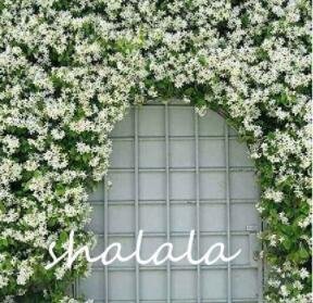 JMS 10Pcs Trachelospermum Jasminoides Flower Seeds - White Flowers