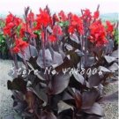 JMS 200Pcs Canna Lily Flore Outdoor Indoor Seeds - Red Flowers With Dark Red Leaves