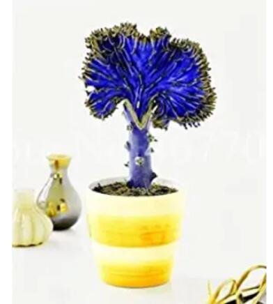 JMS 300Pcs Spurge Fan-Shaped Succulent Seeds