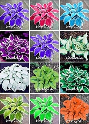 JMS 500Pcs Hosta Seeds - Mixed 12 Colors
