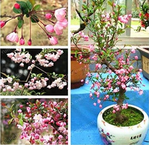 JMS 50Pcs Malus Halliana Seeds - Pink Bonsai Flowers