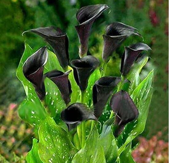 JMS 50Pcs Calla Lily Seeds - Black Color