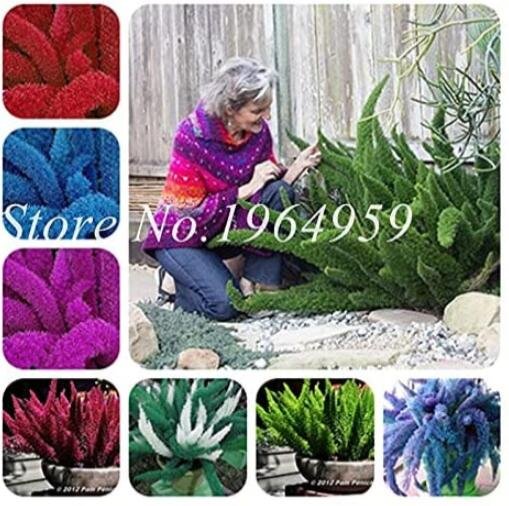 JMS 100Pcs Garden Foxtail Fern Seeds - Mixed Red Green Purple Dark-Red White Etc. Colors