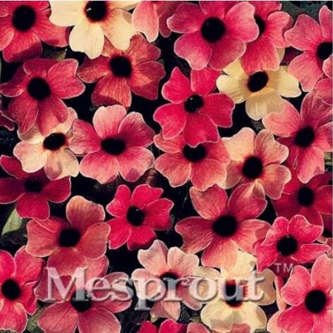 JMS 10Pcs Susan Seeds - Rose Red Flowers With Black Eye