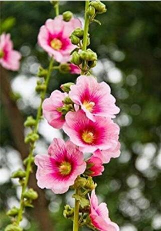 JMS 100Pcs Rare Hollyhock Flower Seeds - Light Pink Flowers With Rose Pink Centre