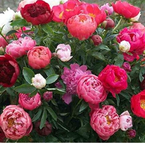 JMS 10Pcs Rare Chinese Peony Seeds - 2 Colors Available