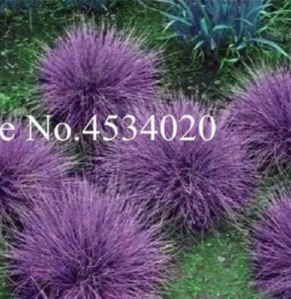 JMS 300Pcs Purple Fescue Grass Seeds Festuca Glauca Perennial Hardy Ornamental