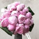 JMS 10Pcs Chinese Peony Seeds - Light Pink Ball Flowers