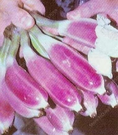 JMS 100Pcs Dwarf Banana Seeds - Pink Skin