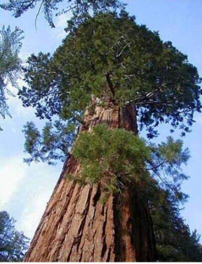 JMS 100Pcs Sequoiadendron Giganteum Seeds Giant Sequoia Giant Redwood
