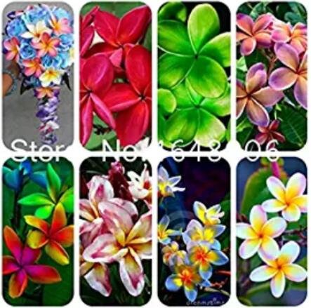JMS 100Pcs Garden Plumeria Seeds - Mixed 8 Colors