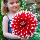 JMS 100Pcs Giant Dinnerplate Dahlia Seeds - JMS Red Flowers With White Edge