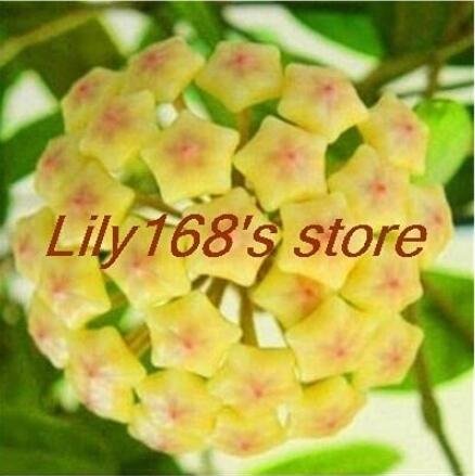 JMS 200Pcs Hoya Seeds - Light Yellow With Light Pink Centre