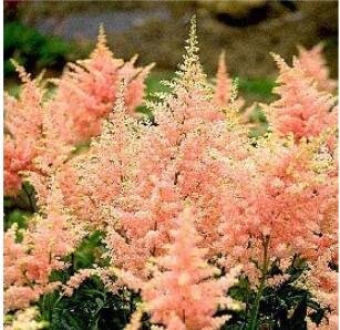 JMS 100Pcs Rare Astilbe 'Peach Blossom' Astilbe Japonica Seeds - Light Pink Color