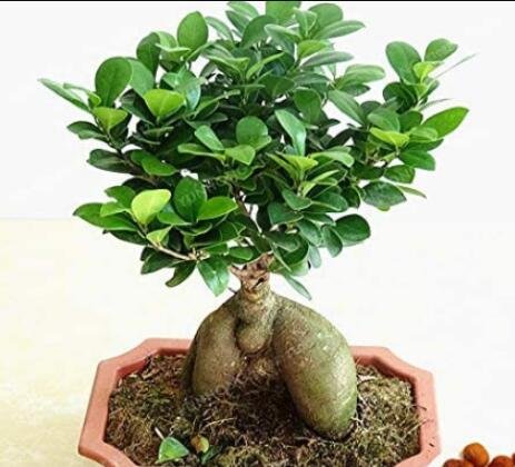 JMS 20Pcs Banyan Tree Seed Ficus Ginseng