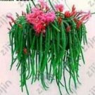 JMS 100Pcs Hanging Sedum Seeds