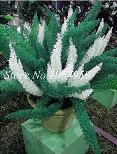 JMS 100Pcs Garden Foxtail Fern Seeds - Dark Green White Colors