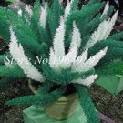 JMS 100Pcs Garden Foxtail Fern Seeds - Dark Green White Colors