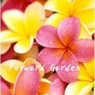 JMS 100Pcs Plumeria Seeds - Goldenish Yellow And Red Flowers