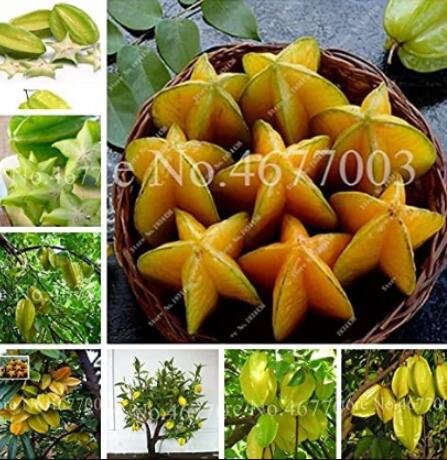 JMS 50Pcs Carambola Seeds - 2 Types Available