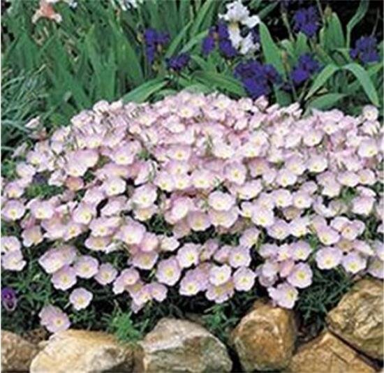 JMS 100Pcs Evening Primrose Seeds - 4 Colors Available