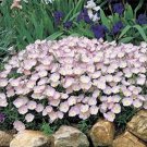 JMS 100Pcs Evening Primrose Seeds - 4 Colors Available