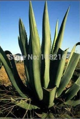 JMS 100Pcs Agave Tequilana Seeds