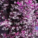 JMS 20Pcs Climbing Jasmine Flower Seeds - Purple White Flowers