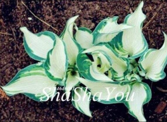 JMS 200Pcs Hosta Seed Perennials - Milky White With Green Edge Leaves