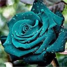 JMS 100Pcs Rose Seeds - Greenish Blue Colors