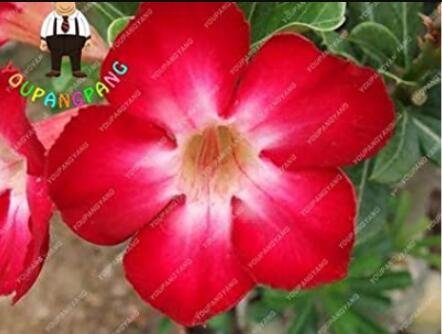 JMS 2Pcs Desert Rose Adenium Seeds - Rose Red Single Petal Flowers