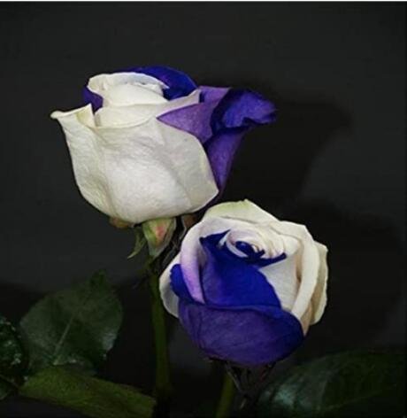 JMS 200Pcs Rose Seeds - White And Blue Bi-Colors