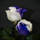 JMS 200Pcs Rose Seeds - White And Blue Bi-Colors