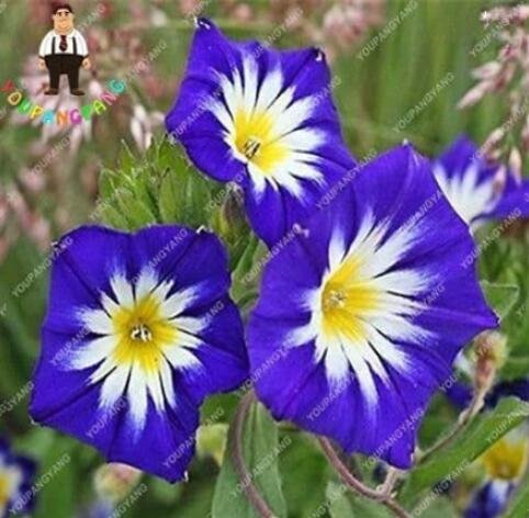 JMS 100Pcs Petunia Flower Seeds - 5 Colors Available