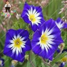 JMS 100Pcs Petunia Flower Seeds - 5 Colors Available