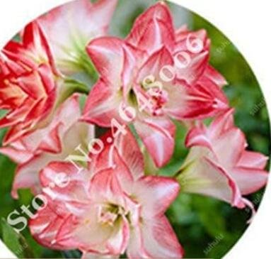 JMS 100Pcs Amaryllis Seed Not Bulbs - Water Pink Color