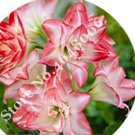 JMS 100Pcs Amaryllis Seed Not Bulbs - Water Pink Color